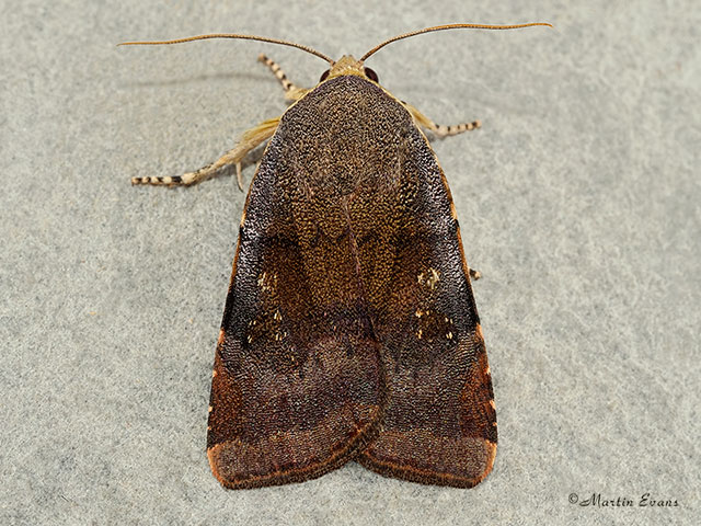  73.347 Langmaid's Yellow Underwing Copyright Martin Evans 