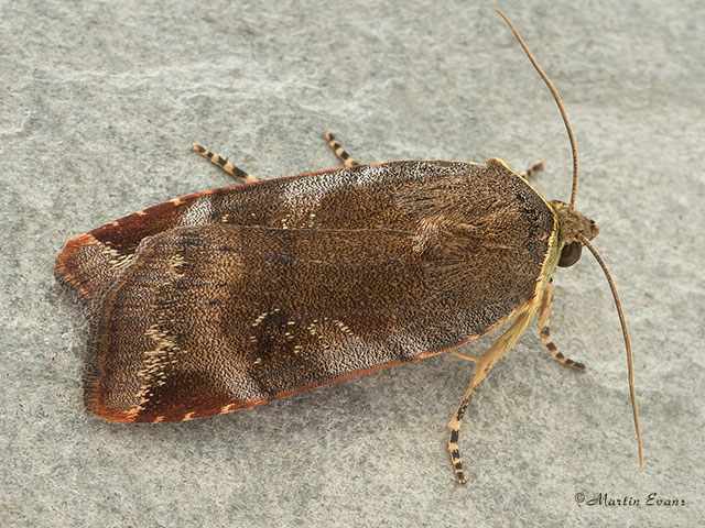  73.348 Lesser Broad-bordered Yellow Underwing Copyright Martin Evans 