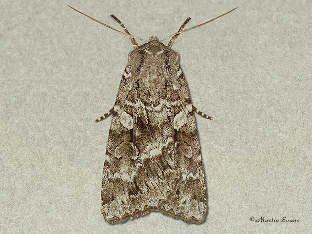  73.350 Great Brocade Copyright Martin Evans