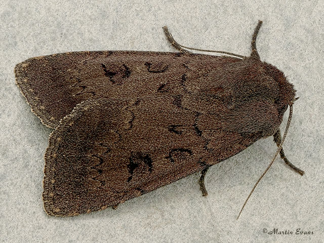  73.351 Double Dart Copyright Martin Evans 