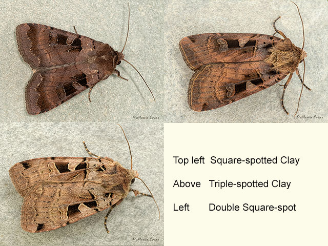  73.354 Square-spotted Clay, Triple-spotted Clay and Double Square-spot Copyright Martin Evans 