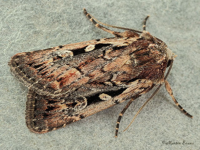  73.356 Heath Rustic Copyright Martin Evans 
