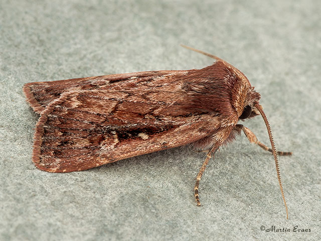  73.356 Heath Rustic Copyright Martin Evans 