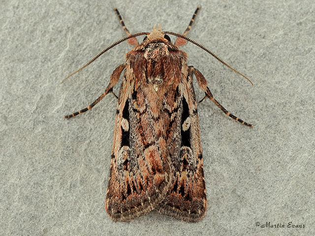  73.356 Heath Rustic Copyright Martin Evans 