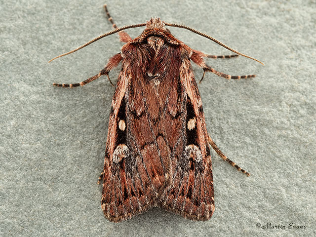  73.356 Heath Rustic Copyright Martin Evans 