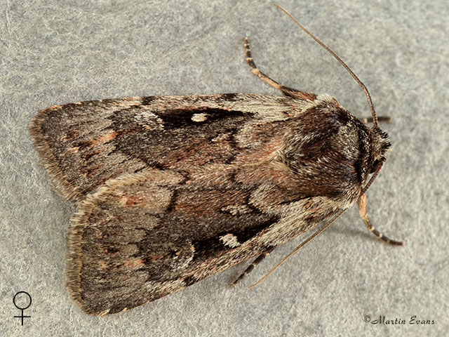  73.356 Heath Rustic female Copyright Martin Evans 