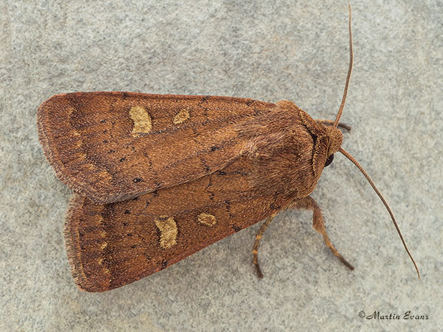  73.357 Square-spot Rustic Copyright Martin Evans 