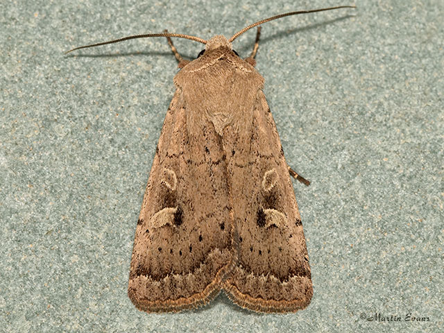 73.357 Square-spot Rustic Copyright Martin Evans 