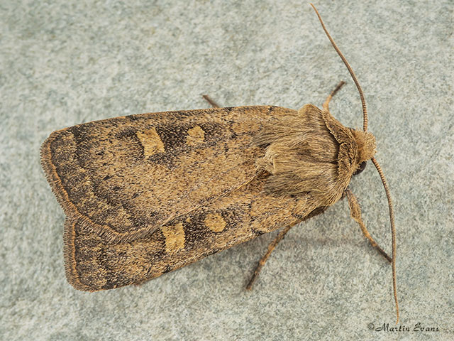  73.357 Square-spot Rustic Copyright Martin Evans 