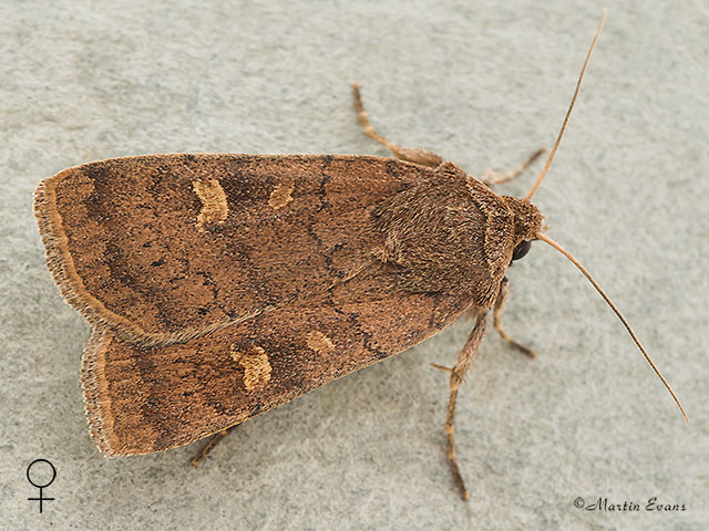  73.357 Square-spot Rustic female Copyright Martin Evans 