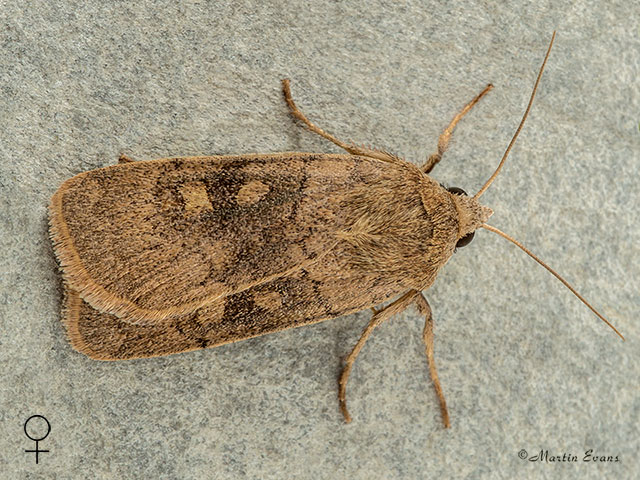  73.357 Square-spot Rustic female Copyright Martin Evans 