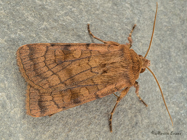  73.358 Six-striped Rustic Copyright Martin Evans 