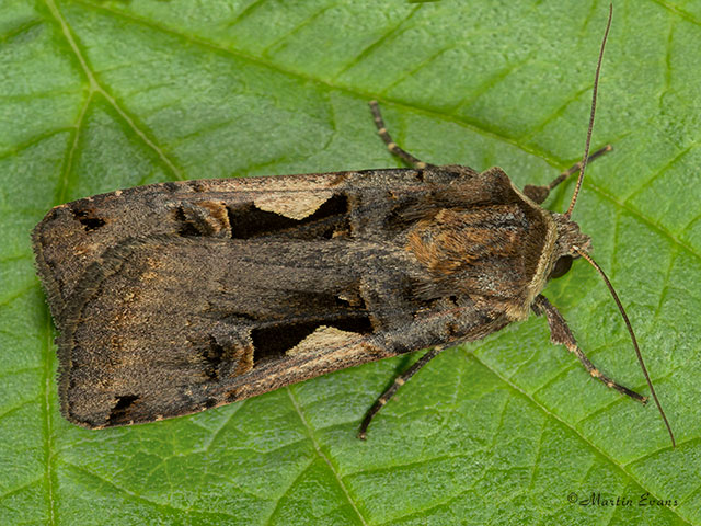  73.359 Setaceous Hebrew Character Copyright Martin Evans 