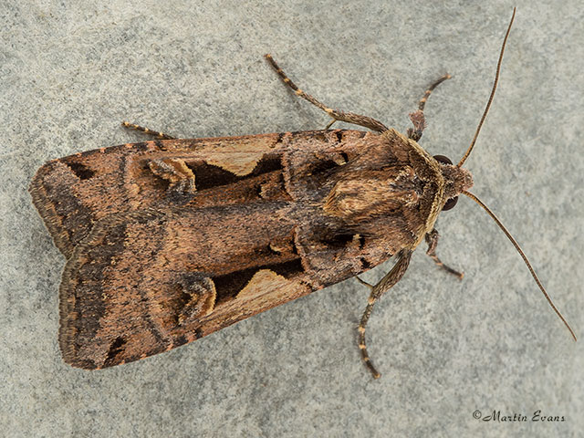  73.359 Setaceous Hebrew Character Copyright Martin Evans 