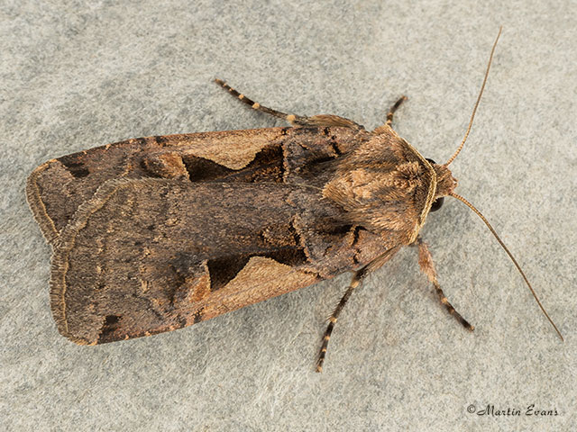  73.359 Setaceous Hebrew Character Copyright Martin Evans 