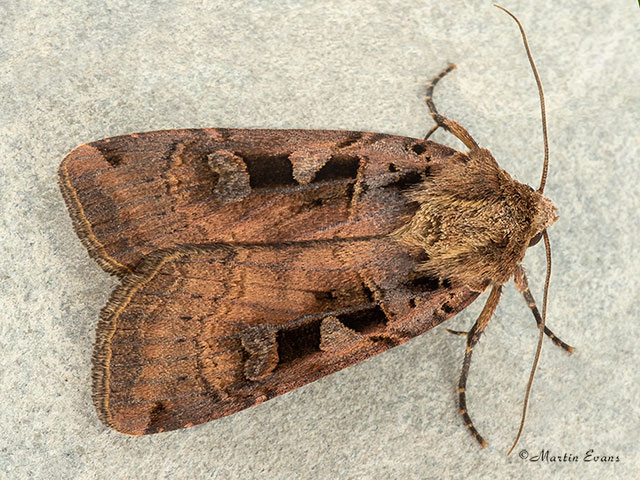  73.360 Triple-spotted Clay Copyright Martin Evans 