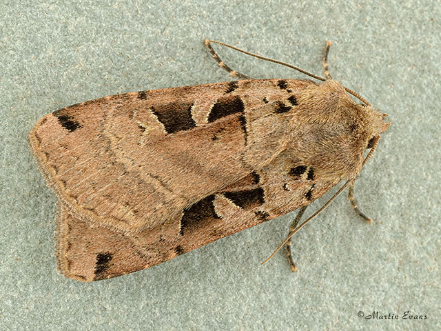  73.361 Double Square-spot Copyright Martin Evans 