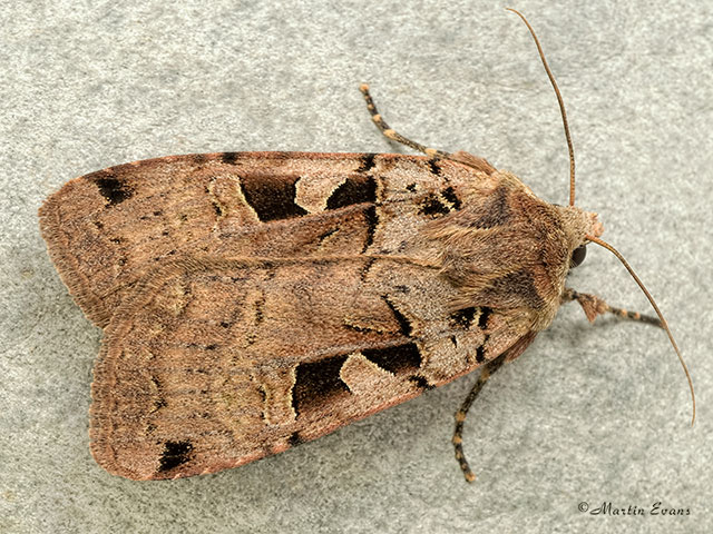  73.361 Double Square-spot Copyright Martin Evans 