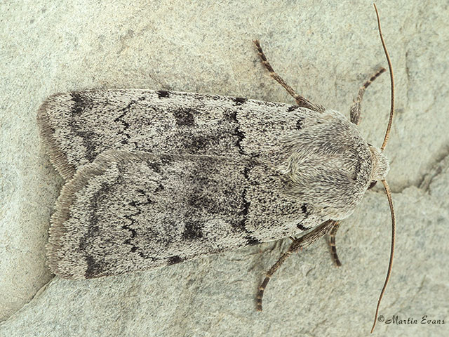  73.362 Ashworth's Rustic Copyright Martin Evans 