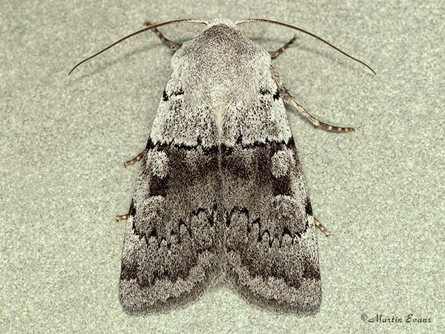  73.362 Ashworth's Rustic Copyright Martin Evans 
