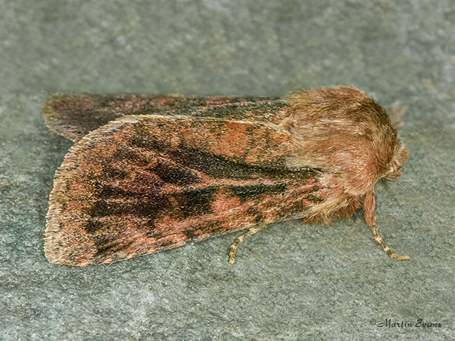  73.363 Northern Dart form Copyright Martin Evans 