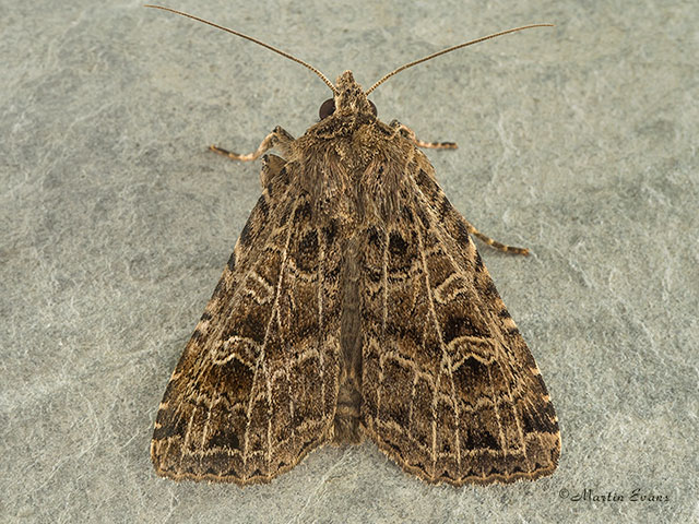  73.368 Gothic Copyright Martin Evans 