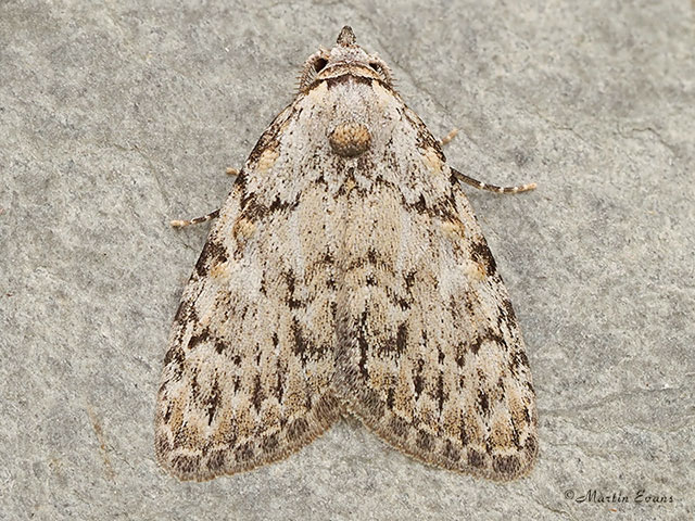 74.001 Small Black Arches Copyright Martin Evans 