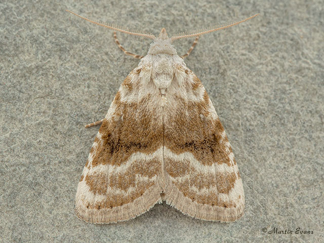  74.002 Kent Black Arches Copyright Martin Evans 