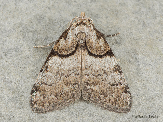  74.003 Short-cloaked Moth Copyright Martin Evans 