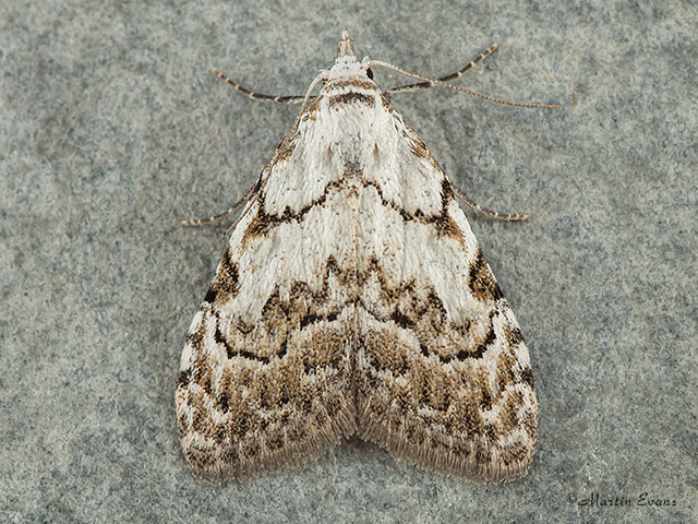  74.004 Least Black Arches Copyright Martin Evans 