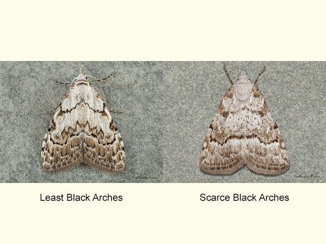  74.004 Least Black Arches and Scarce Black Arches Copyright Martin Evans 