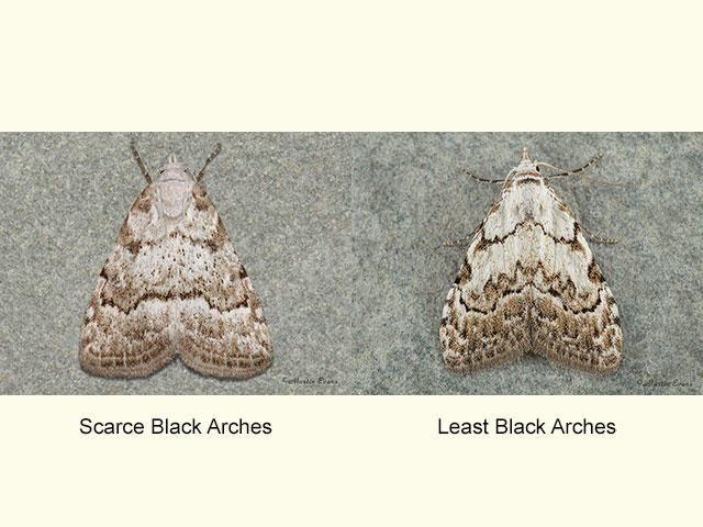 74.005 Scarce Black Arches and Least Black Arches Copyright Martin Evans 