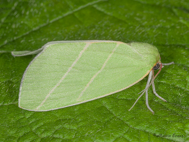  74.007 Scarce Silver-lines Copyright Martin Evans 