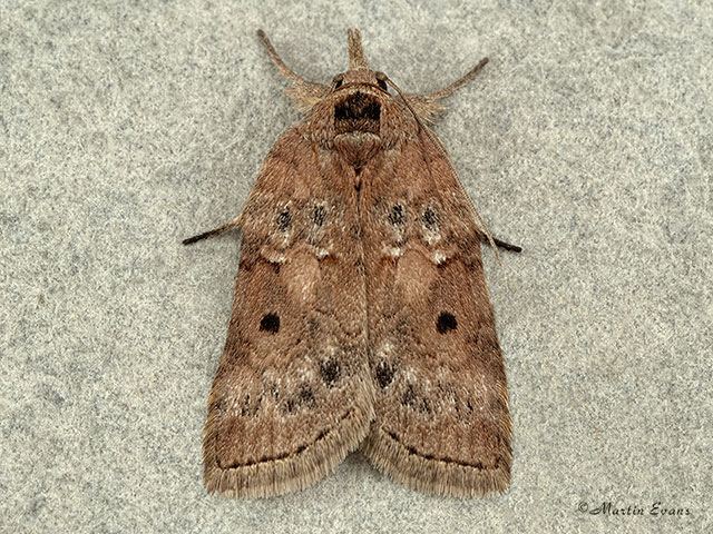  74.009 Oak Nycteoline Copyright Martin Evans 