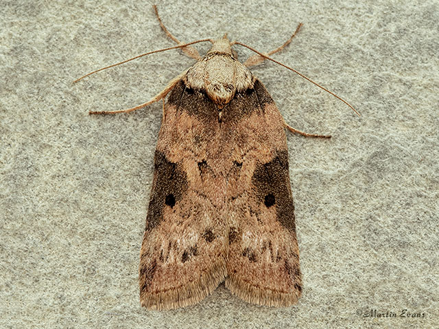  74.009 Oak Nycteoline Copyright Martin Evans 