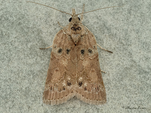 74.009 Oak Nycteoline Copyright Martin Evans 