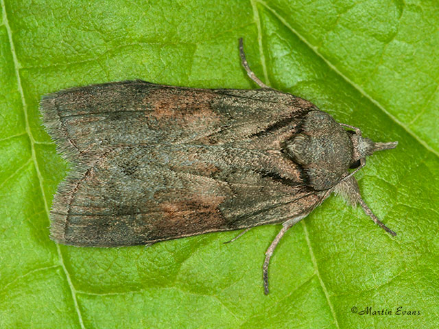  74.009 Oak Nycteoline Copyright Martin Evans 