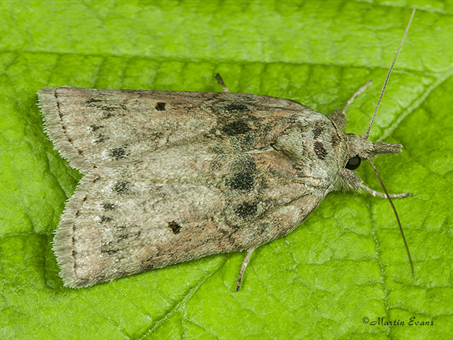  74.009 Oak Nycteoline Copyright Martin Evans 