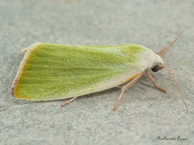  74.011 Cream-bordered Green Pea Copyright Martin Evans 