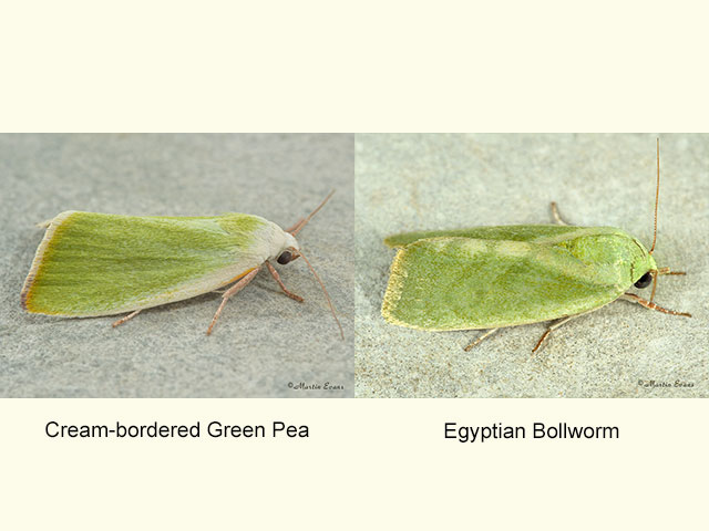  74.011 Cream-bordered Green Pea and Egyptian Bollworm Copyright Martin Evans 