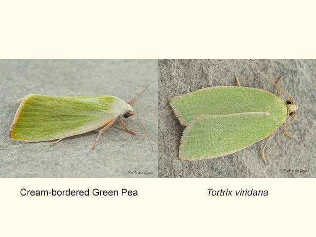  74.011 Cream-bordered Green Pea and Tortrix viridana Copyright Martin Evans 