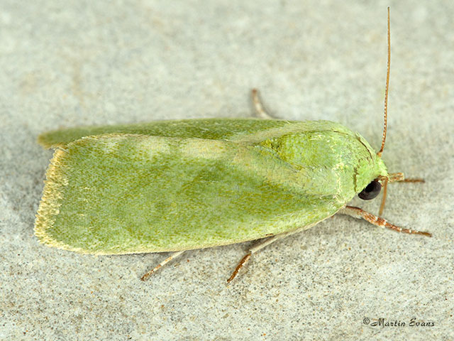  74.012 Egyptian Bollworm Copyright Martin Evans 
