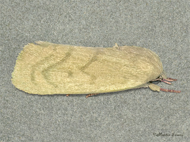  74.012 Egyptian Bollworm Copyright Martin Evans 