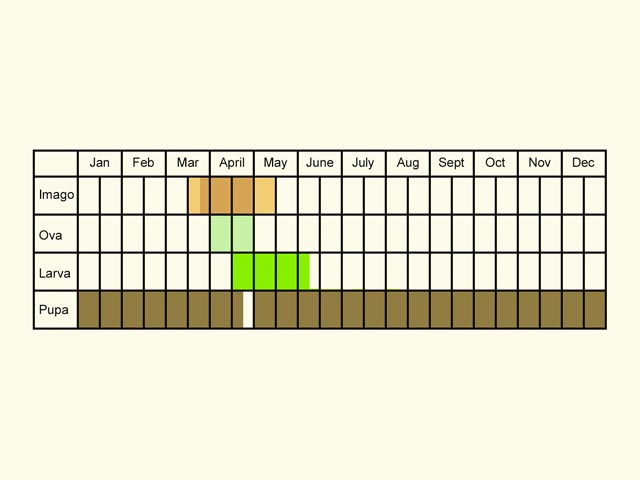  Life stages table Copyright Martin Evans 