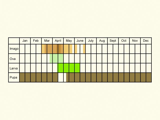 Life stages table Copyright Martin Evans 