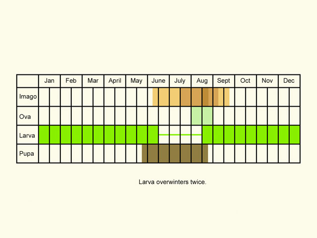  Life stages table Copyright Martin Evans 
