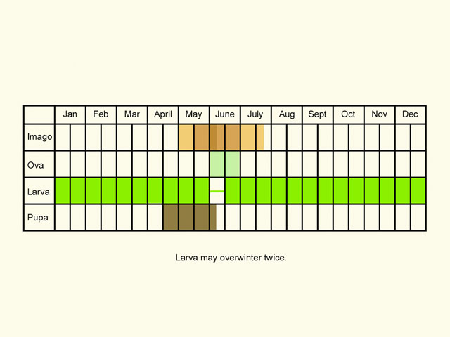  Life stages table Copyright Martin Evans 