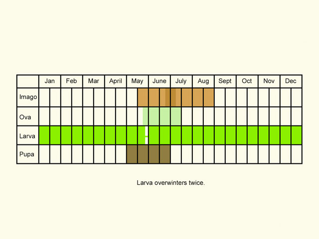  Life stages table Copyright Martin Evans 
