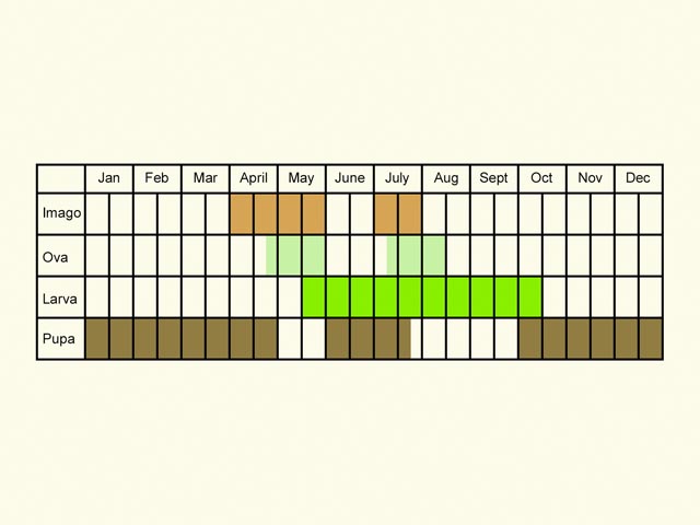  Life stages table Copyright Martin Evans 