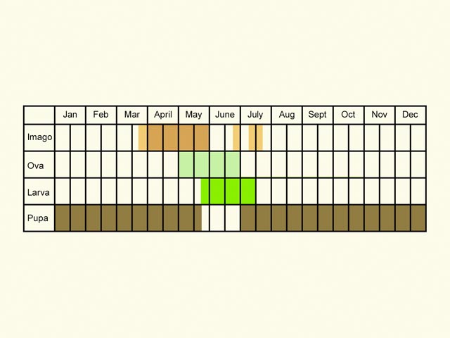  Life stages table Copyright Martin Evans 
